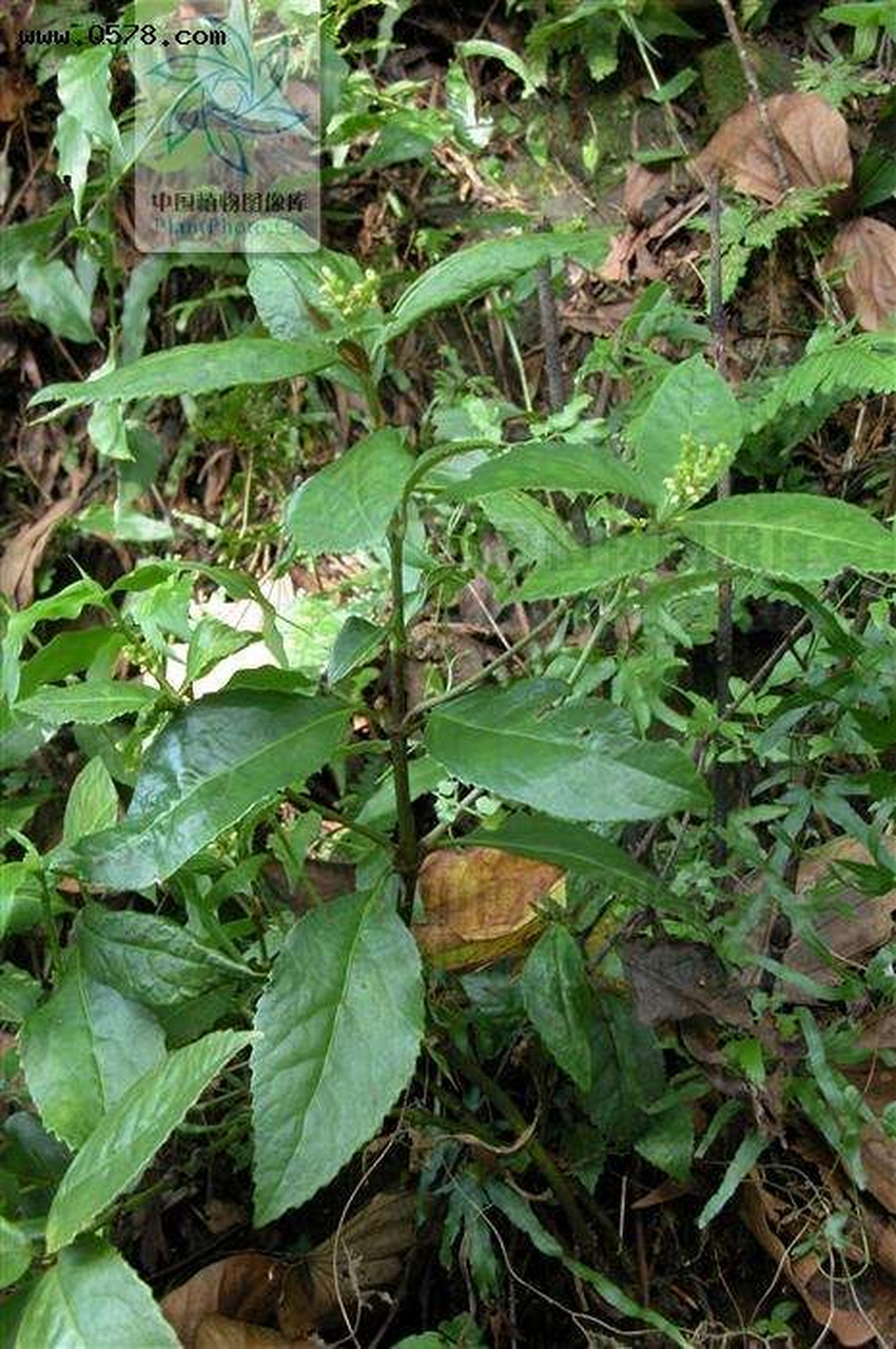 每天一中药:肿节风【别名】草珊瑚,九节茶,九节风,九节兰,接骨金粟兰