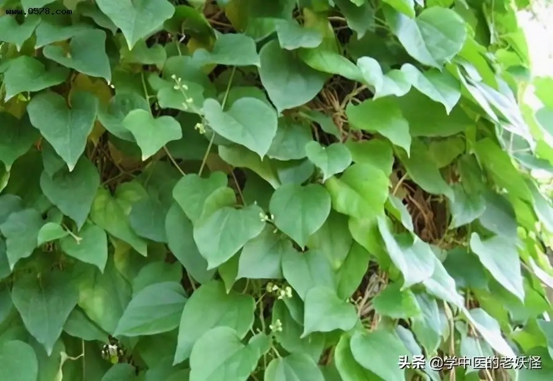 祛风草药大全图片图片