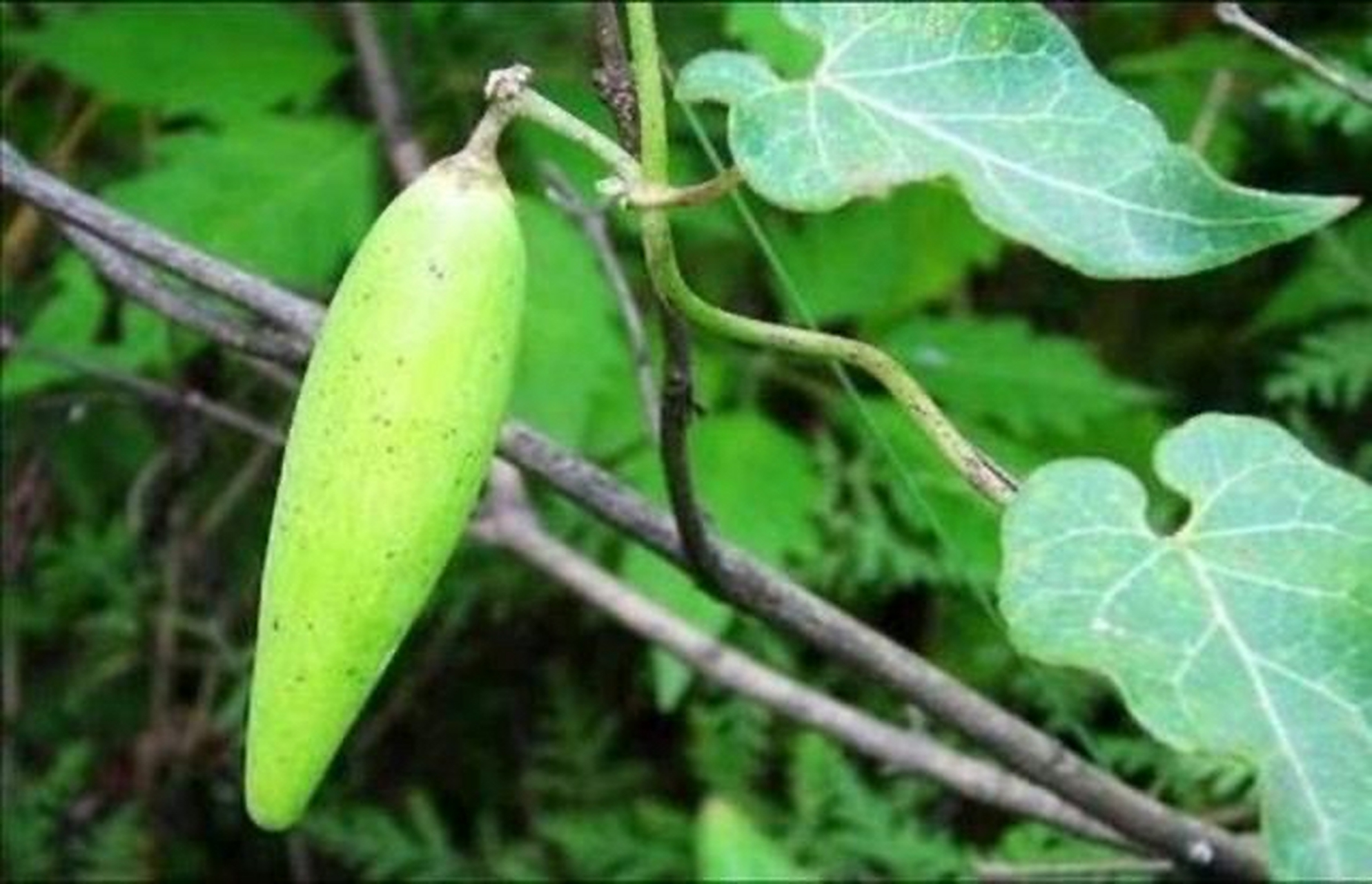 每日一中药:隔山消 隔山消【别名】牛皮冻,隔山撬,隔山牛皮消,白首乌