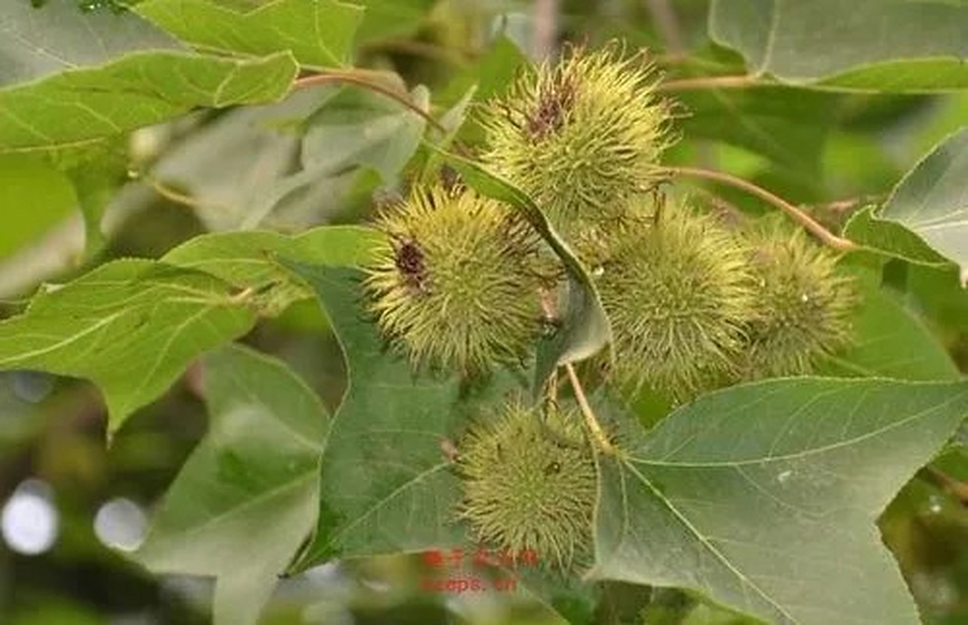 每日一中药:祛风湿药  路路通【别名】枫实,枫木上球,枫香果,枫果,狼