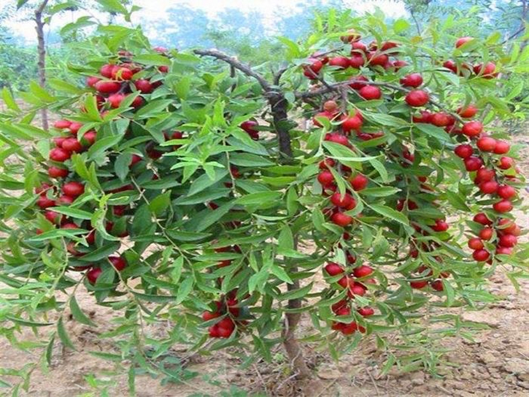 每日一中药:泻下药 郁李仁【别名】郁子,郁里仁,李仁肉,小李仁.