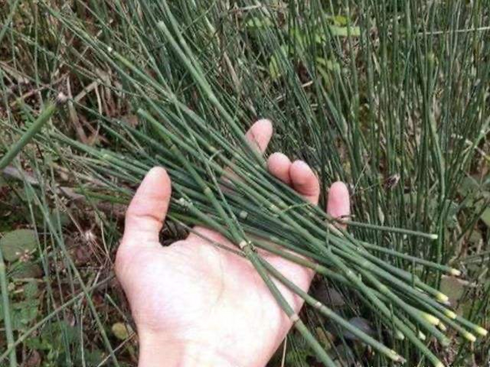 解表药:麻黄 麻黄【别名】麻黄绒,净麻黄,龙沙,卑相,狗骨.