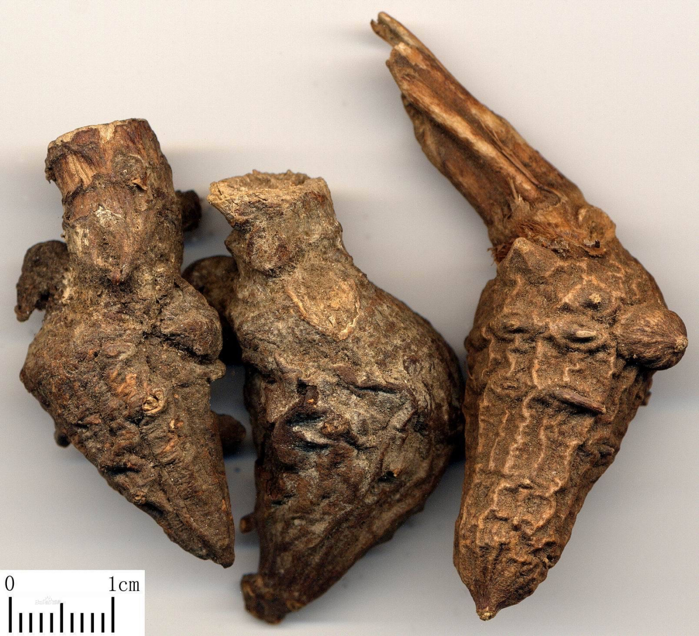 每日一中药:祛风湿药  川乌(附:草乌)【别名】川乌头.