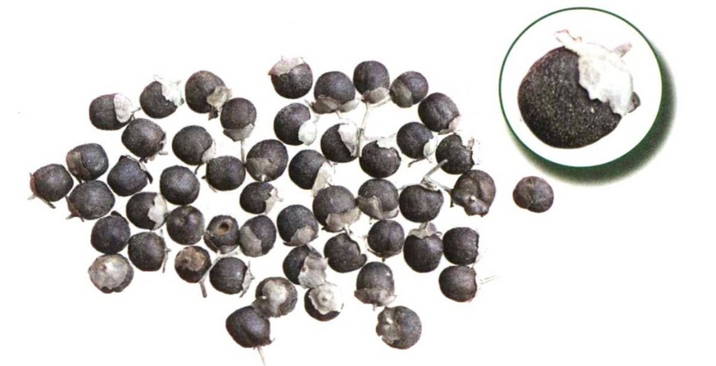 蔓荆子 【来源】为马鞭草科植物蔓荆vitex trifolial l.的果实.