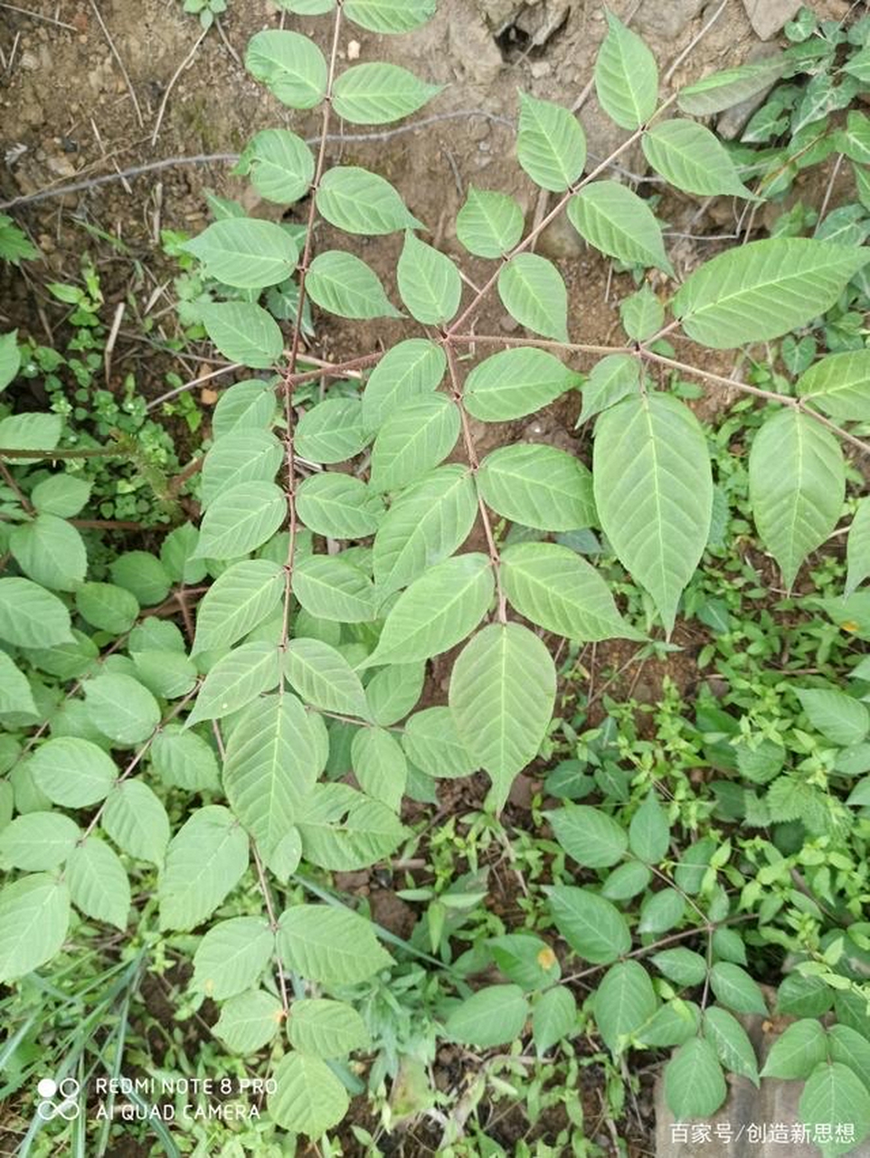 每日一中药:祛风湿药  惚木【别名】刺老苞,鹊不踏,鸟不宿,雀不站,百