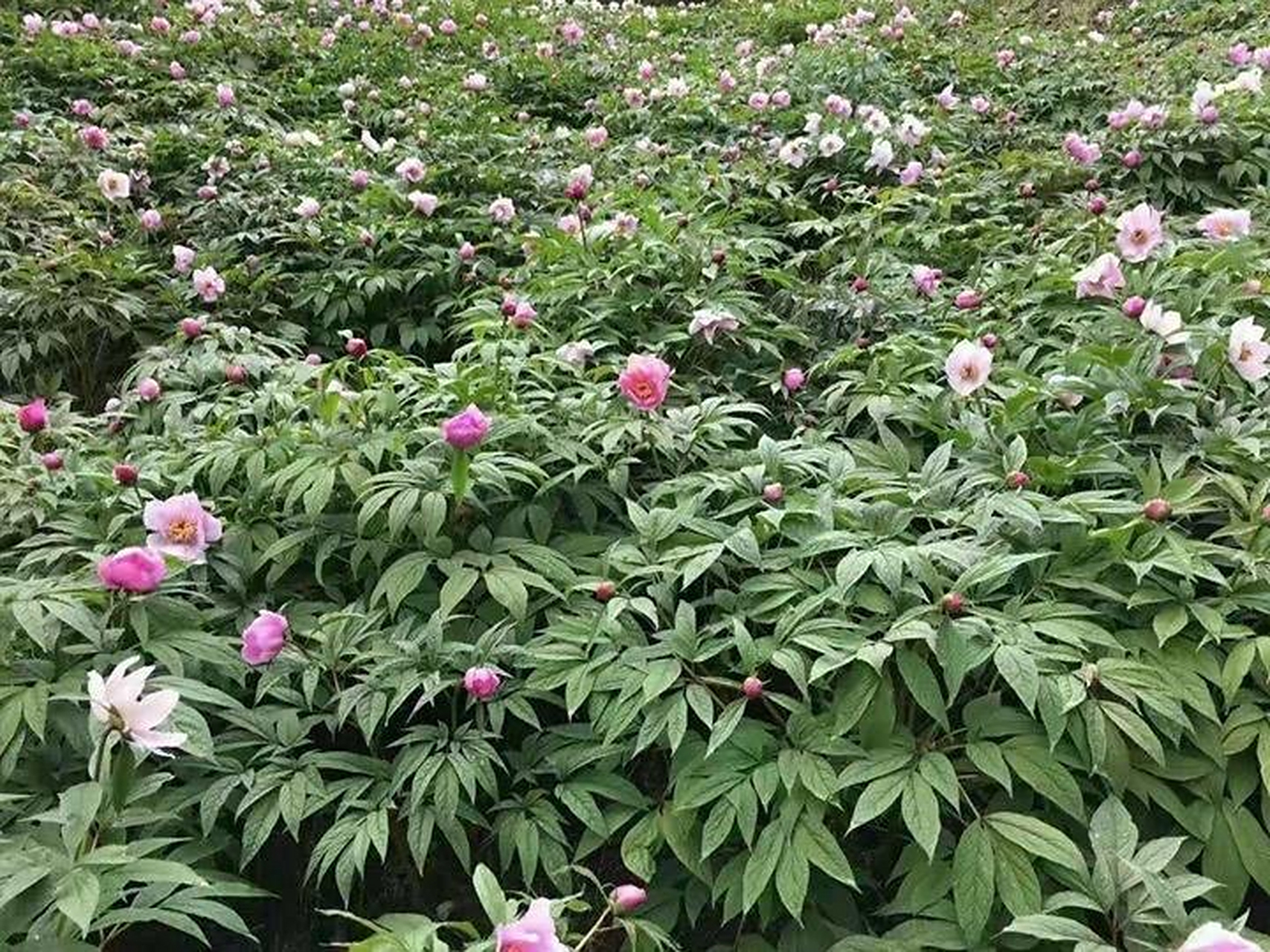 每日一中药:赤芍【别名】木芍药,红芍药,赤芍药,山芍药.