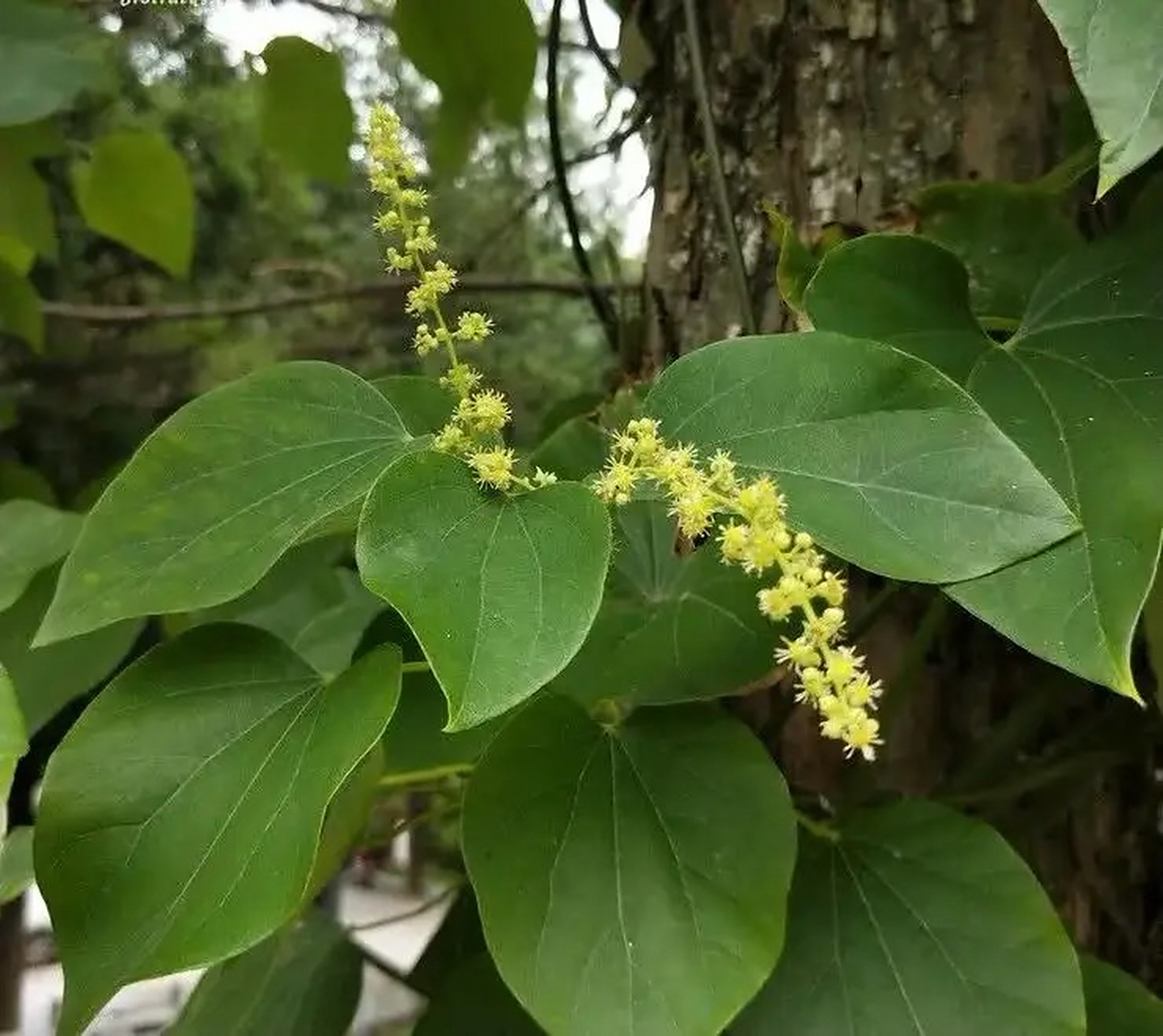 每日一中药:祛风湿药  青风藤【别名】清风藤,青藤,寻风藤,排风藤.
