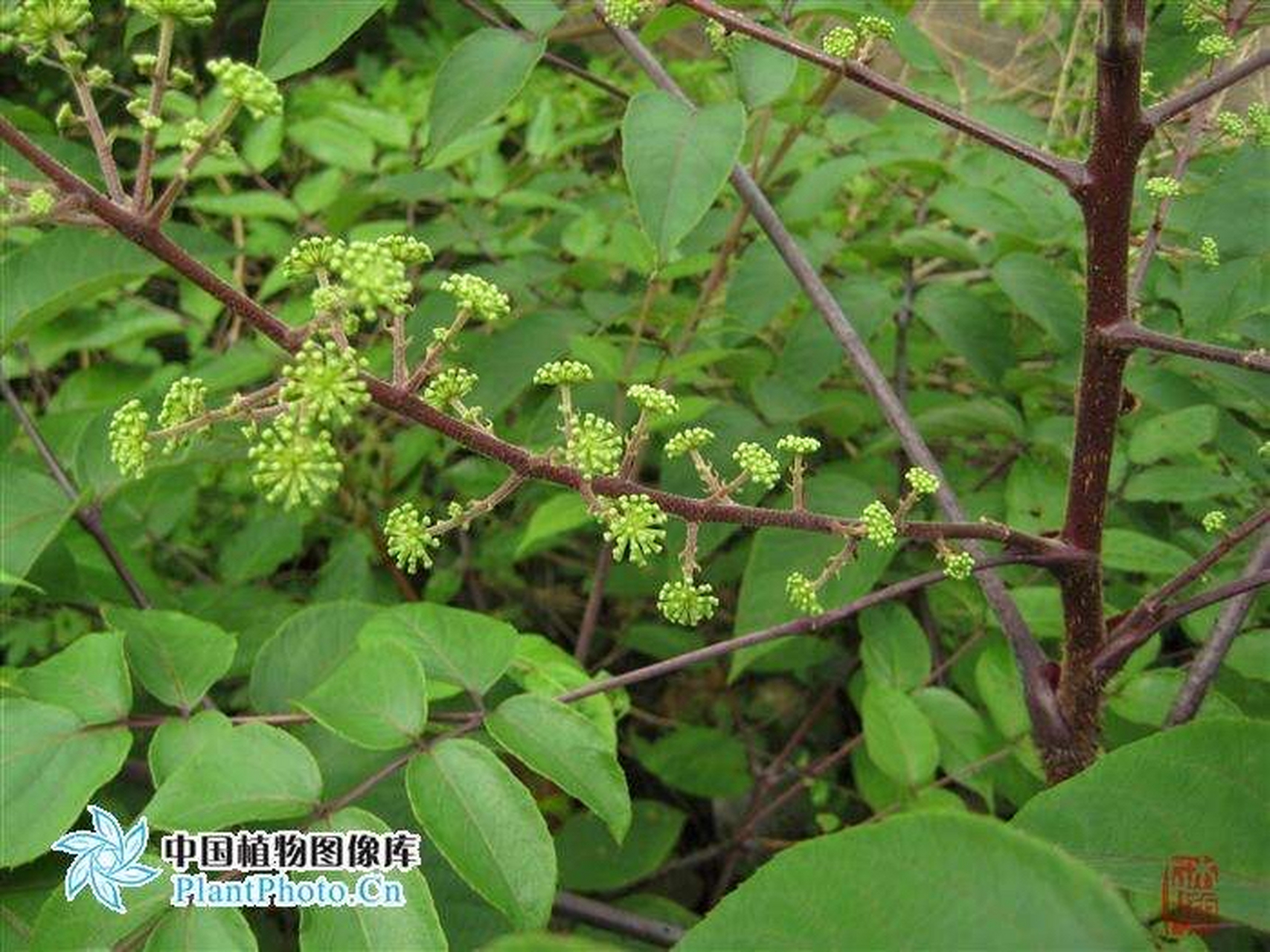 每日一中药:祛风湿药  惚木【别名】刺老苞,鹊不踏,鸟不宿,雀不站,百