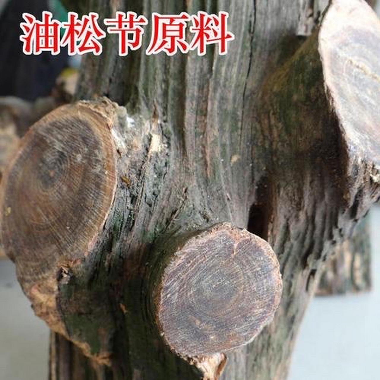 每日一中药:祛风湿药  油松节(附:松叶)【别名】黄松木节,松节,松榔头