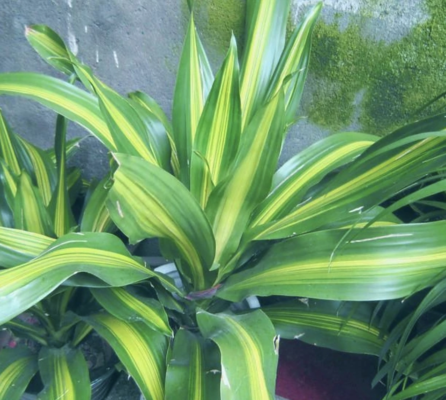 每日一中药:万年青【别名】青鱼胆,海带青,竹根七,开喉剑.