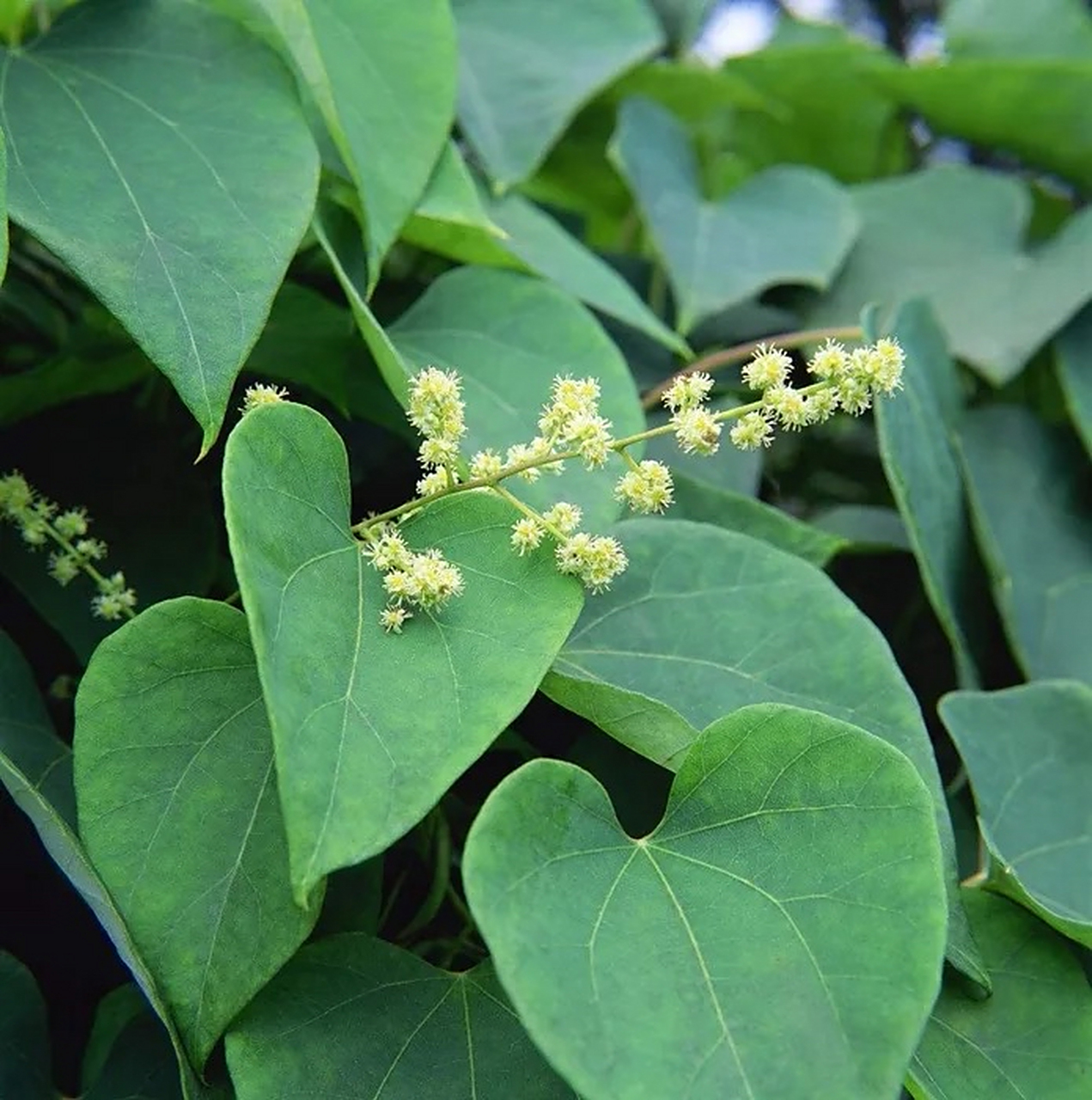 【基原】为防已科植物粉防已stephania tetrandra	s.moore的干燥根.