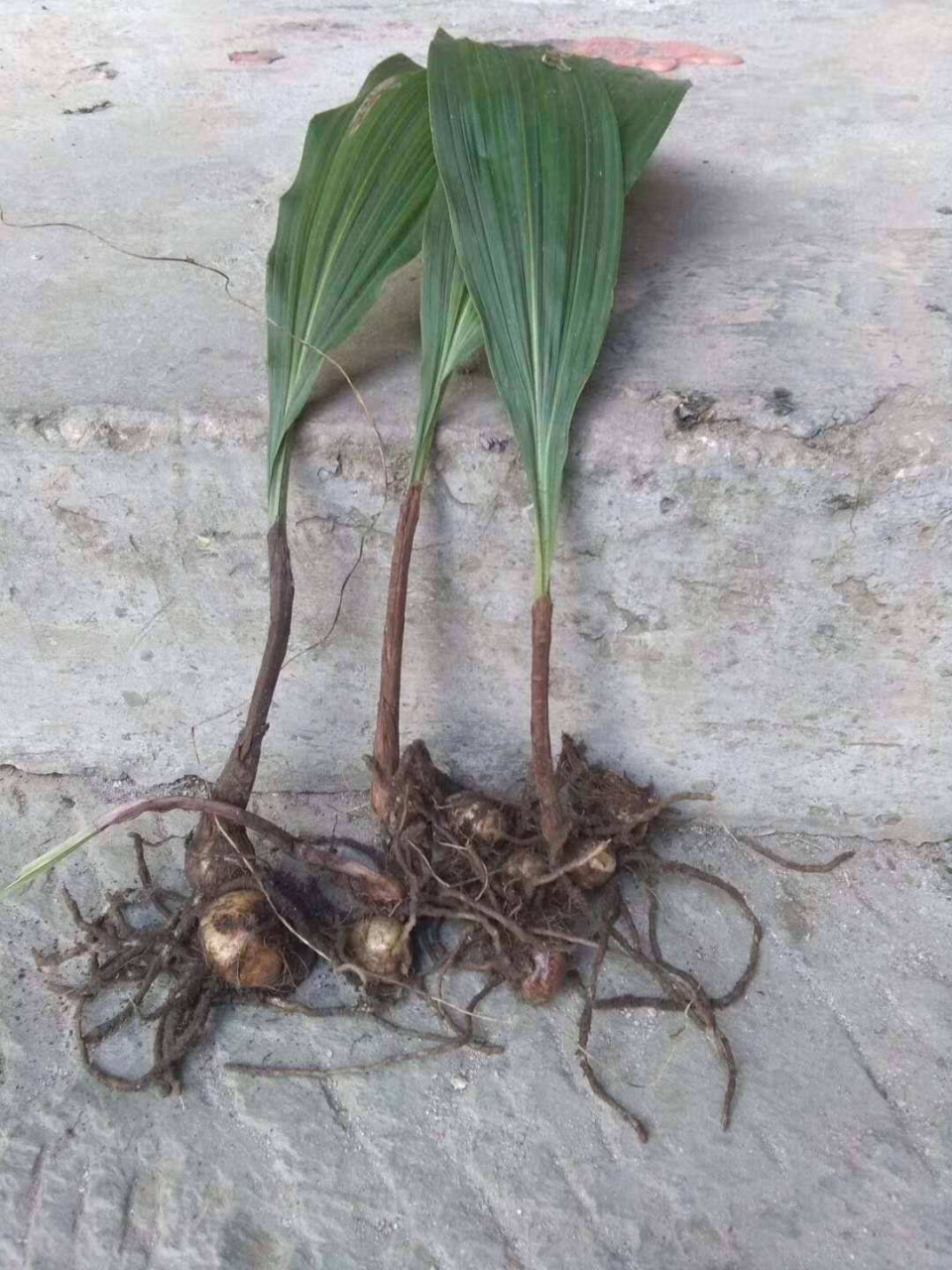 山慈菇【别名】金灯,鹿蹄草,山茨菇,朱姑,毛姑,毛慈菇,白地栗,白毛姑