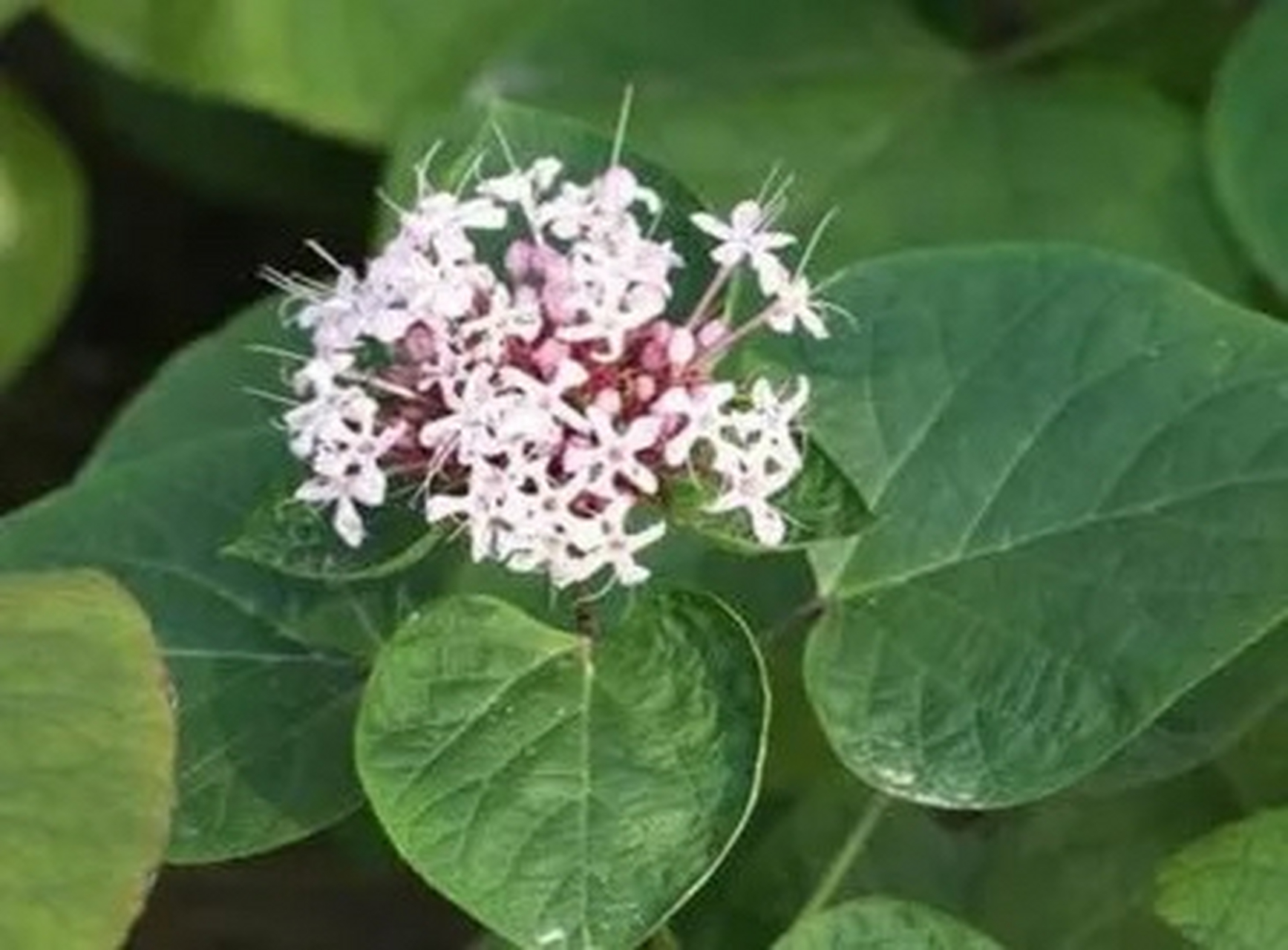每日一中药:祛风湿药  臭梧桐【别名】臭桐,臭芙蓉,地梧桐,八角梧桐
