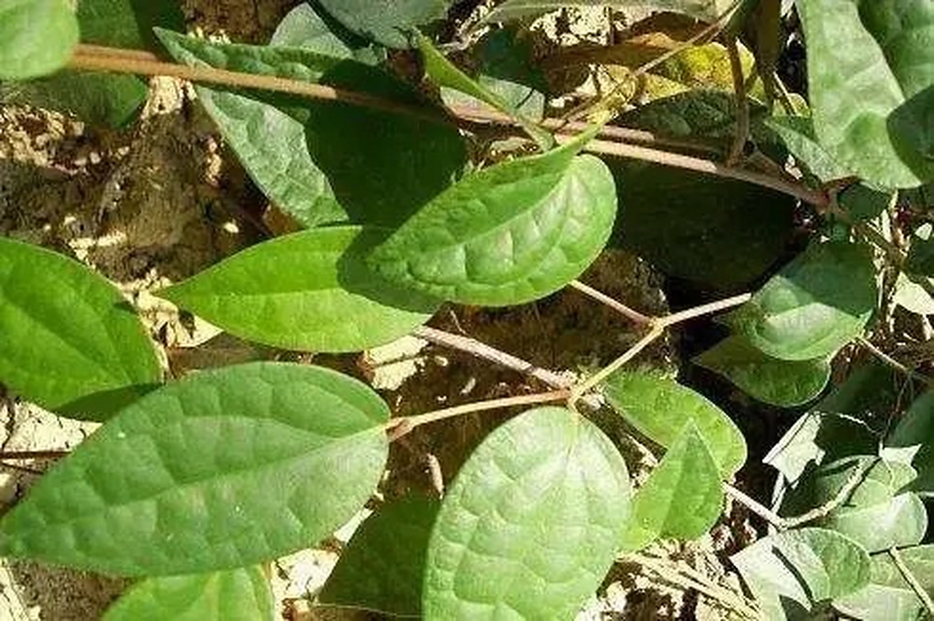 每日一中药:祛风湿药  海风藤【别名】风藤,大风藤,老藤,岩胡椒.