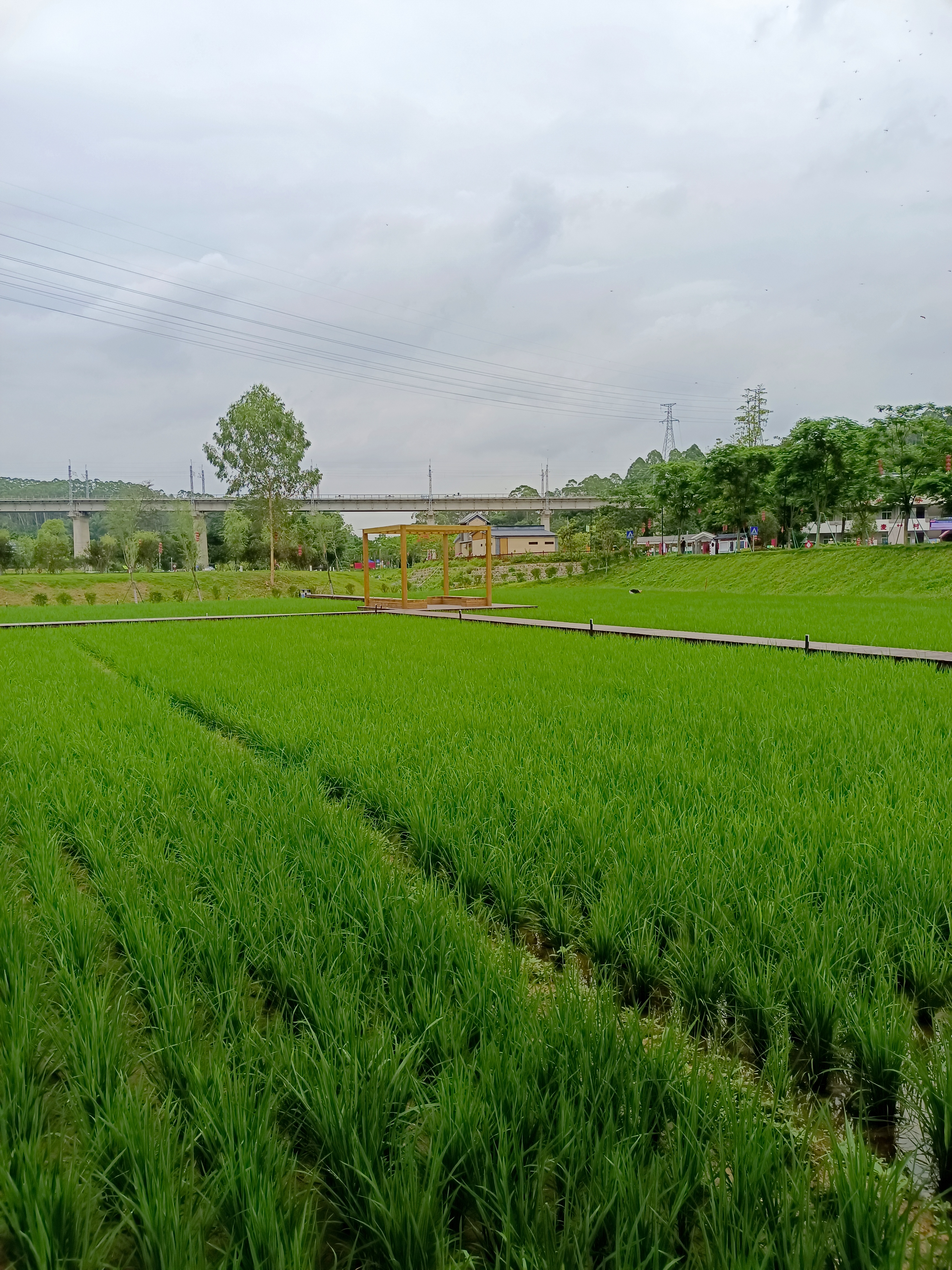 麦村美丽乡村图片