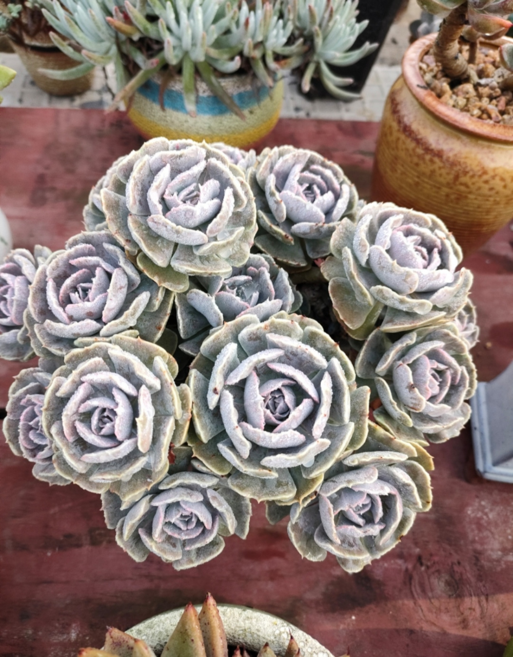 分享一款好养好看的多肉,她的名字就叫——沙漠之星,轻松度夏无压力!