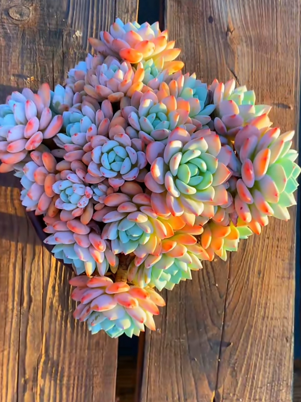 冷香多肉是什么来历?