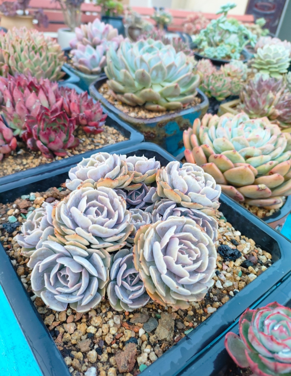 分享一款好养好看的多肉,她的名字就叫——沙漠之星,轻松度夏无压力!