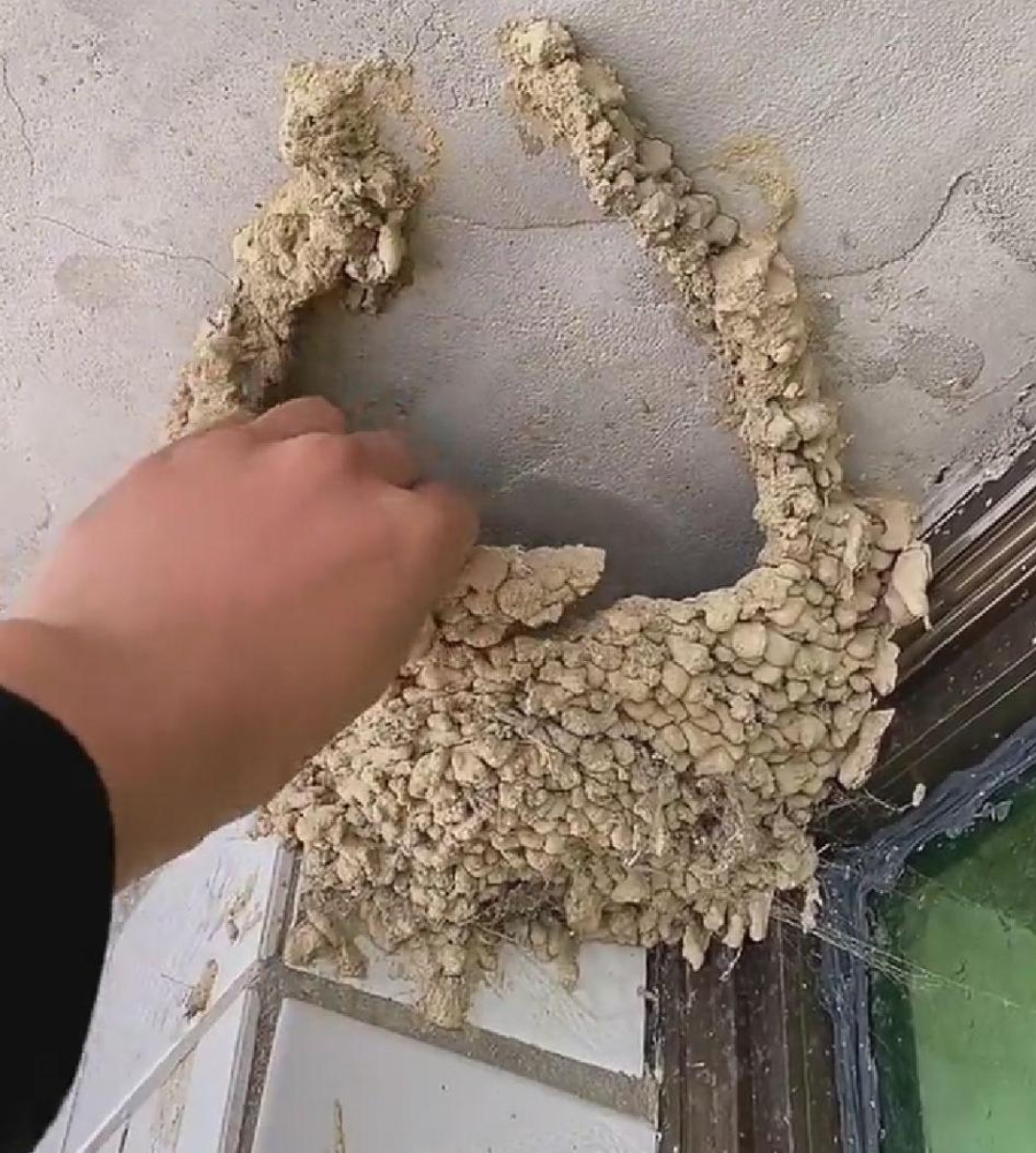 卖的都是金丝燕窝,那是金丝燕口水做的窝,白色透明状,你那是衔泥燕 