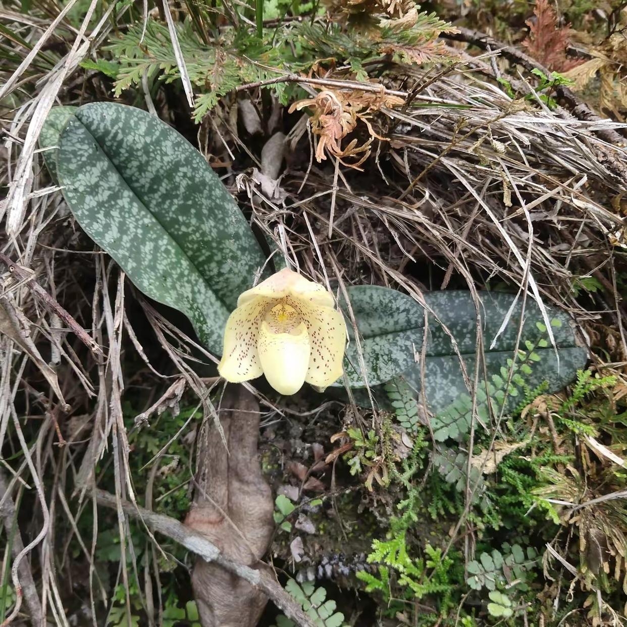 叶子就像长的很矮脚虎皮兰,但花就不是我看的那种虎皮兰花朵.