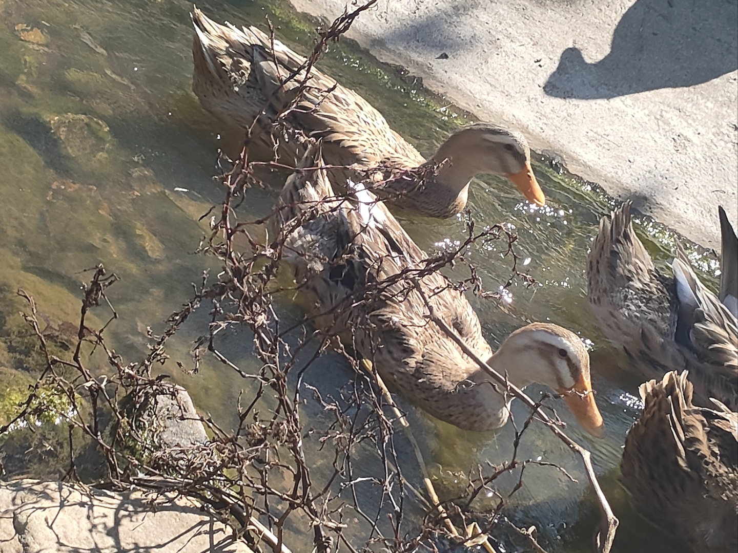 这画面,让我想起了儿时与小伙伴在夏日池塘边嬉戏的时光.