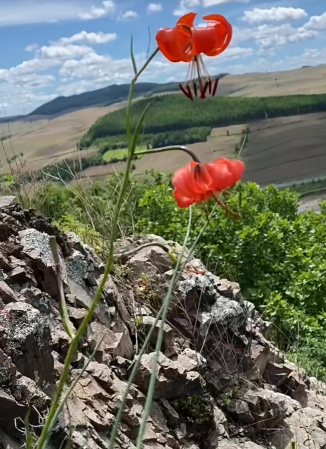 不妨看看镜头拍的山丹花,一饱眼福!好看吧!