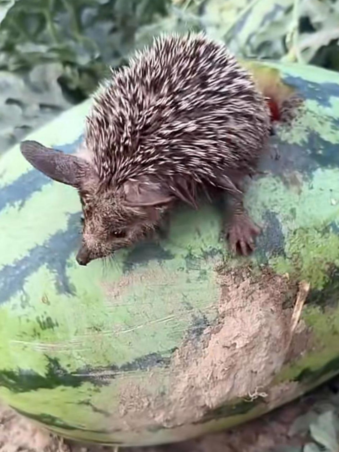 今天天气太热了,去摘个西瓜喝,没想到看到一只小刺猬在喝西瓜,太可爱