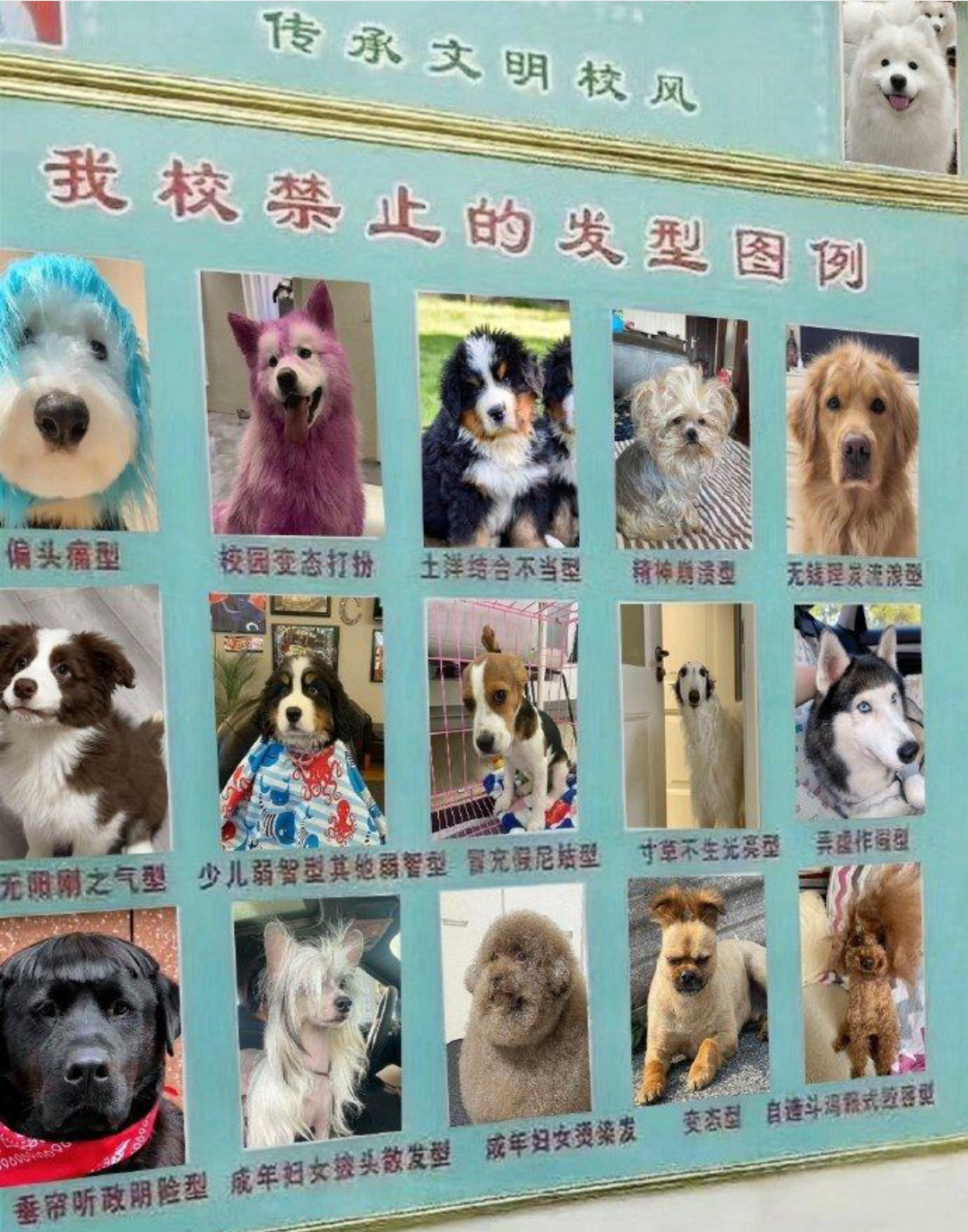 狗狗学校禁止发型图例