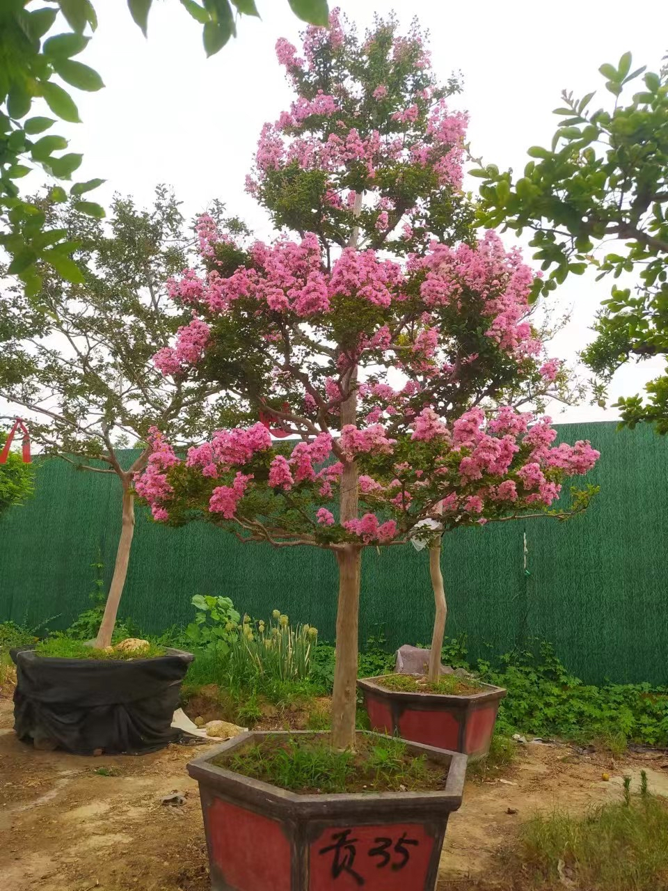 沂蒙山 小叶紫薇花期贯穿整个夏天长达100天庭院首选