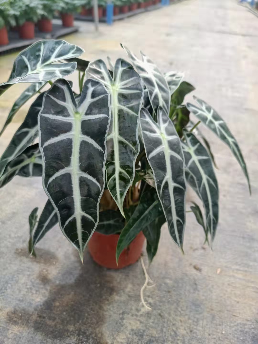 花木科普之小仙女竹芋