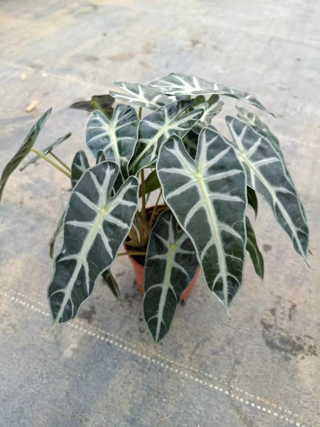 花木科普之小仙女竹芋