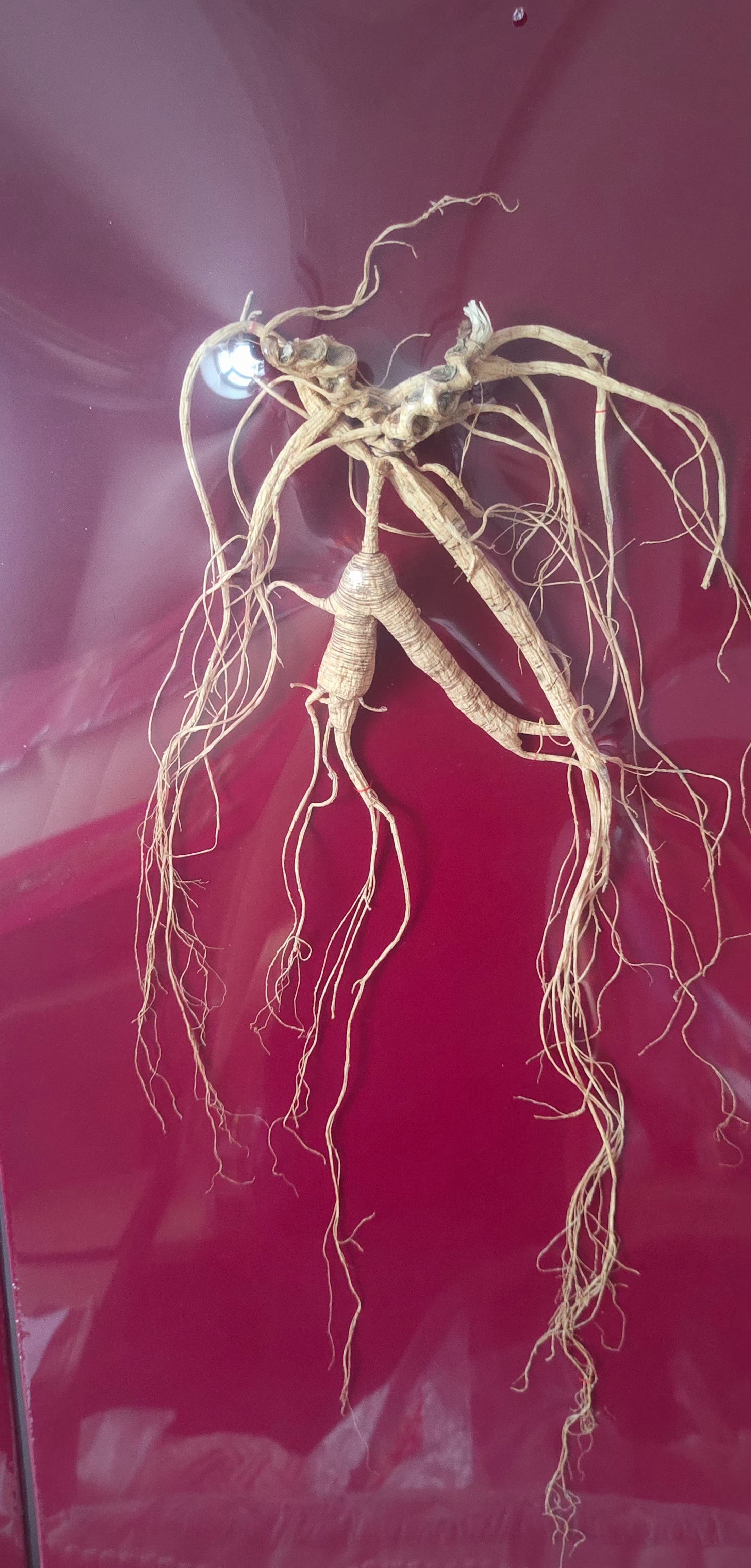 百年人参 #滋补养生品# #人参# #长白山人参# #人参# #东北特产# #野