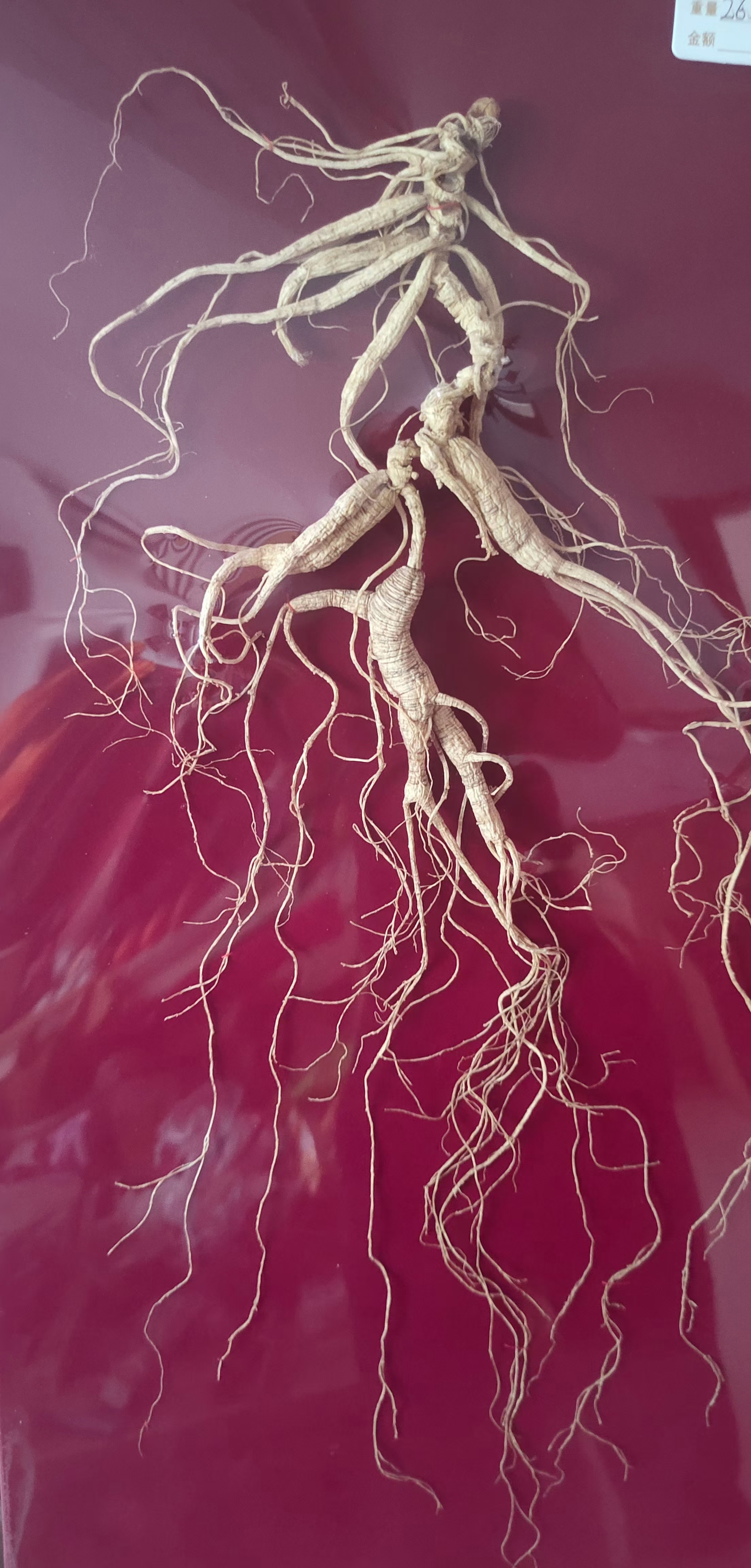 百年人参 #滋补养生品# #人参# #长白山人参# #人参# #东北特产# #野