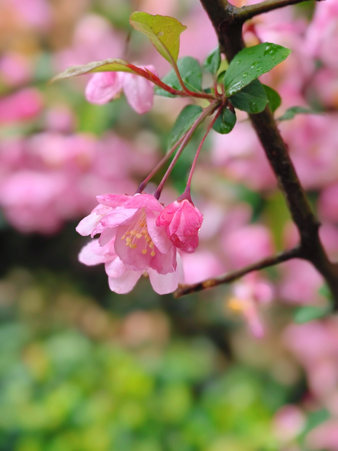 垂丝海棠花开的盛景,宛如一幅绚丽多彩的画卷,让人陶醉其中.