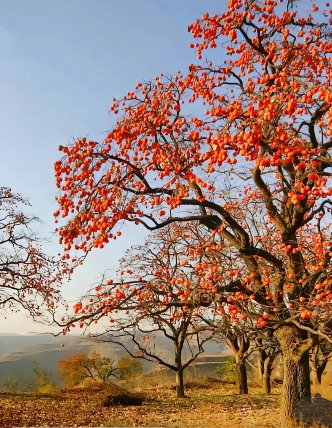 秋天柿子成熟季节,农村景色美如画.