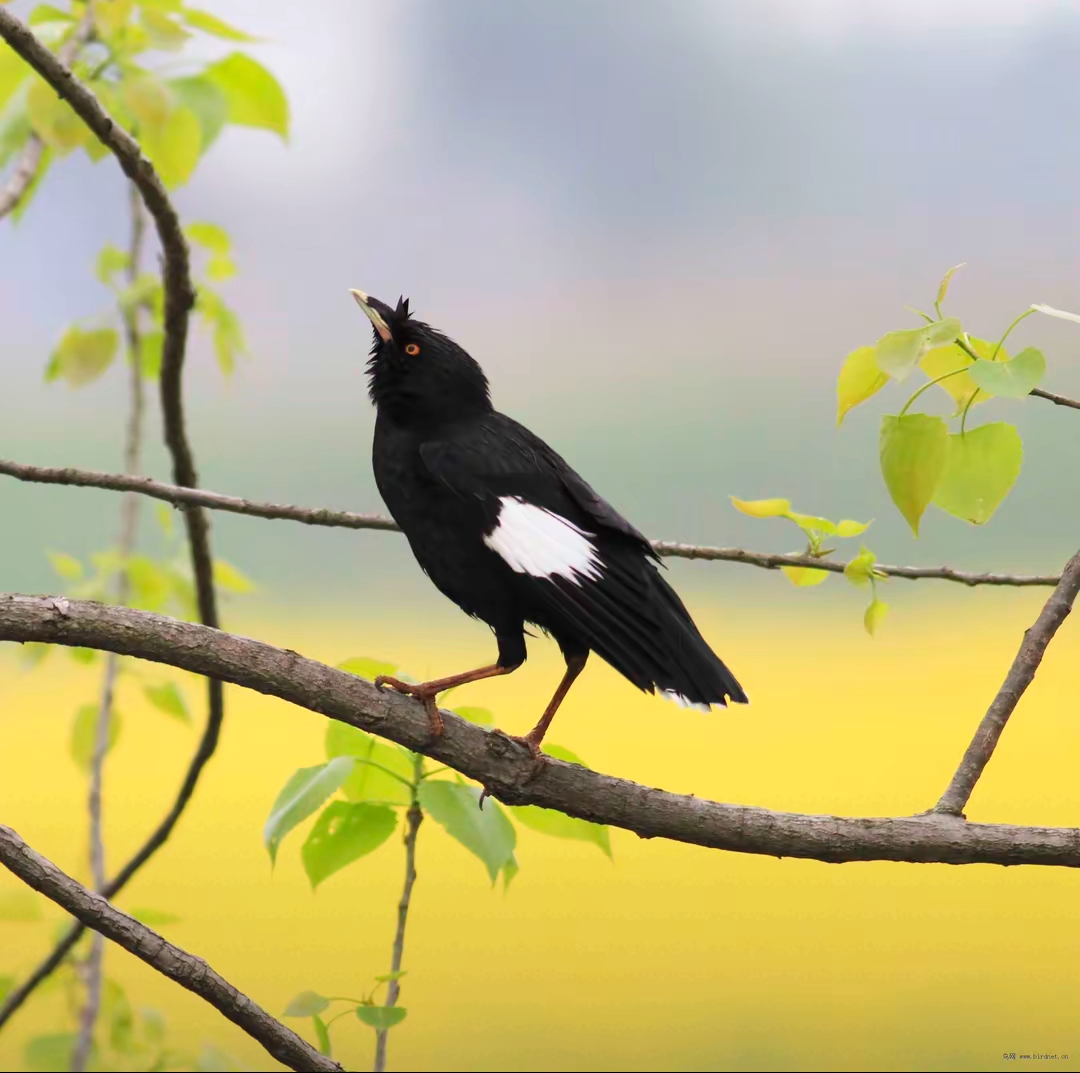 热八哥鸟图片养鸟人都养什么鸟多八哥鸟图片头像聪明的鸟八哥头耨