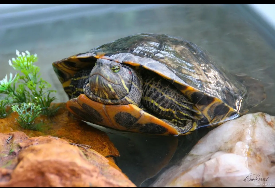 巴西龟叫出声是怎么了为什么在线