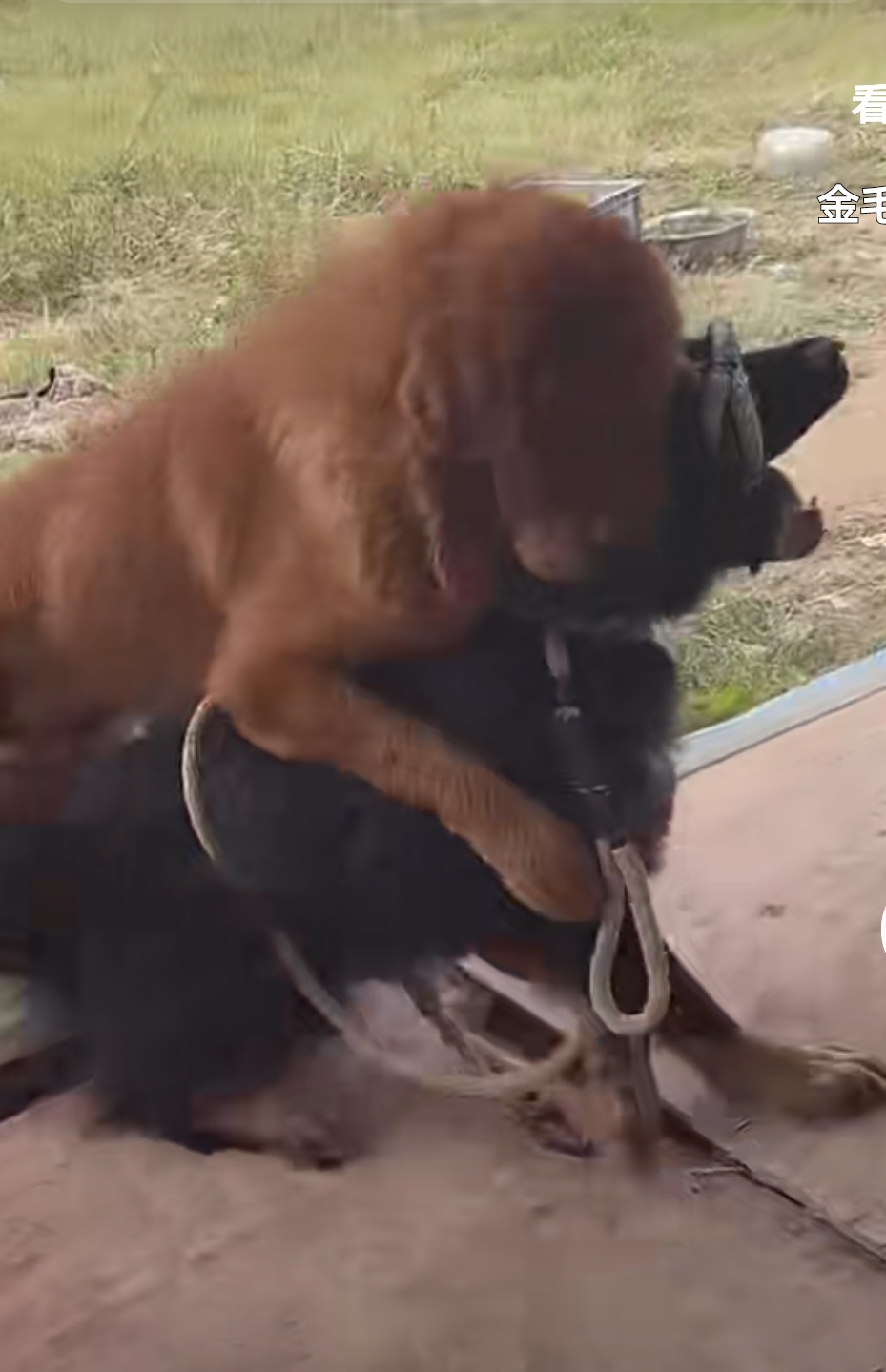 金毛对战藏獒,你们说哪个更厉害?