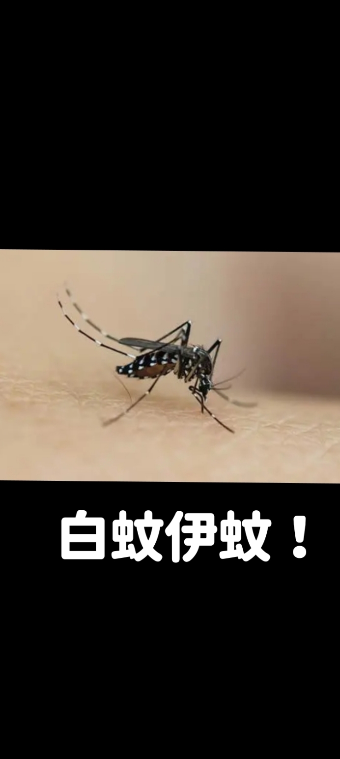 微信一扫才知是白纹伊蚊,它白天吸血,尤其是傍晚十分凶猛,有"亚洲虎蚊