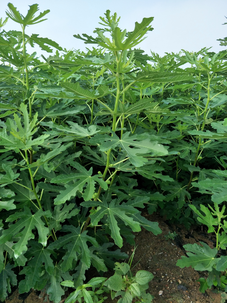 波姬红无花果树苗全红市场发展前景广阔