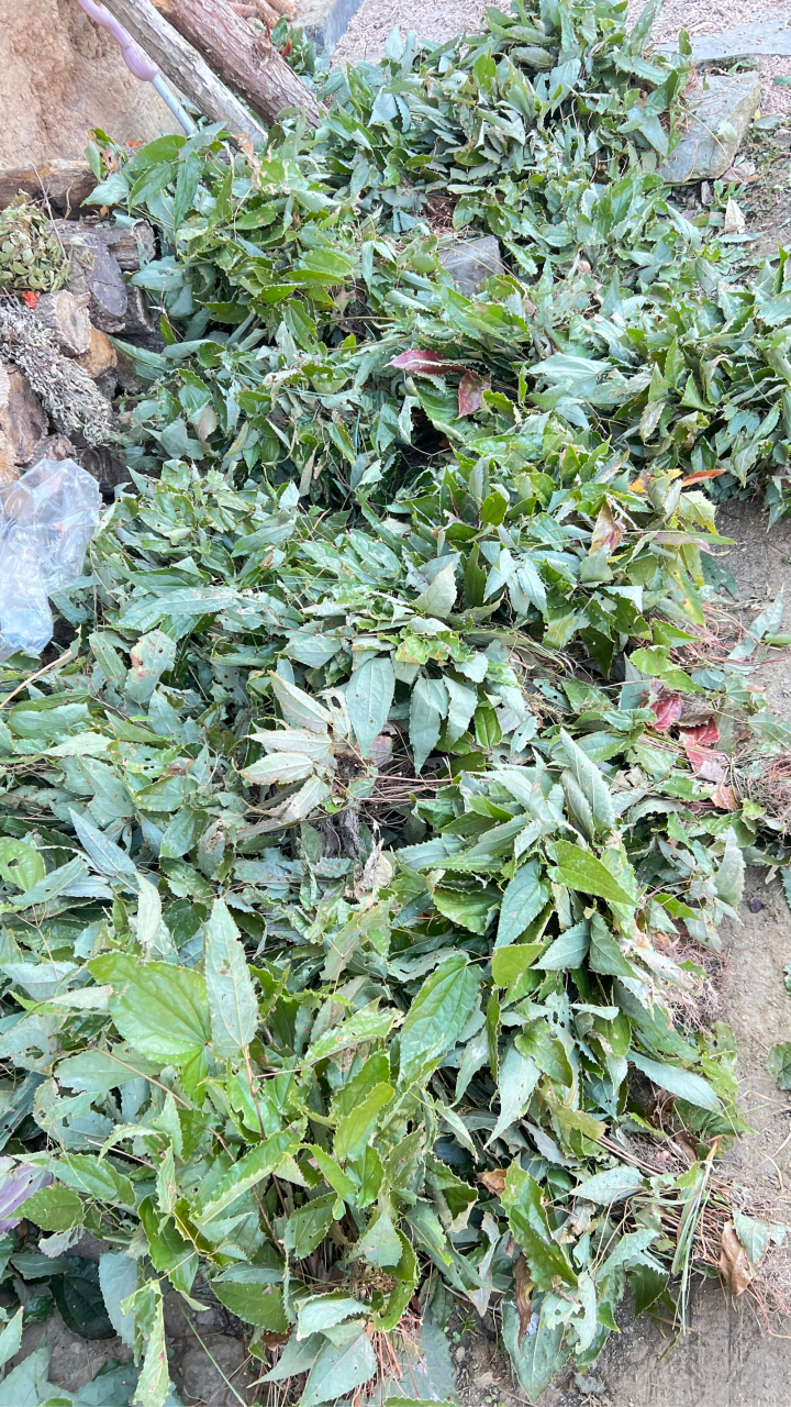 秦岭大巴山野生淫羊藿