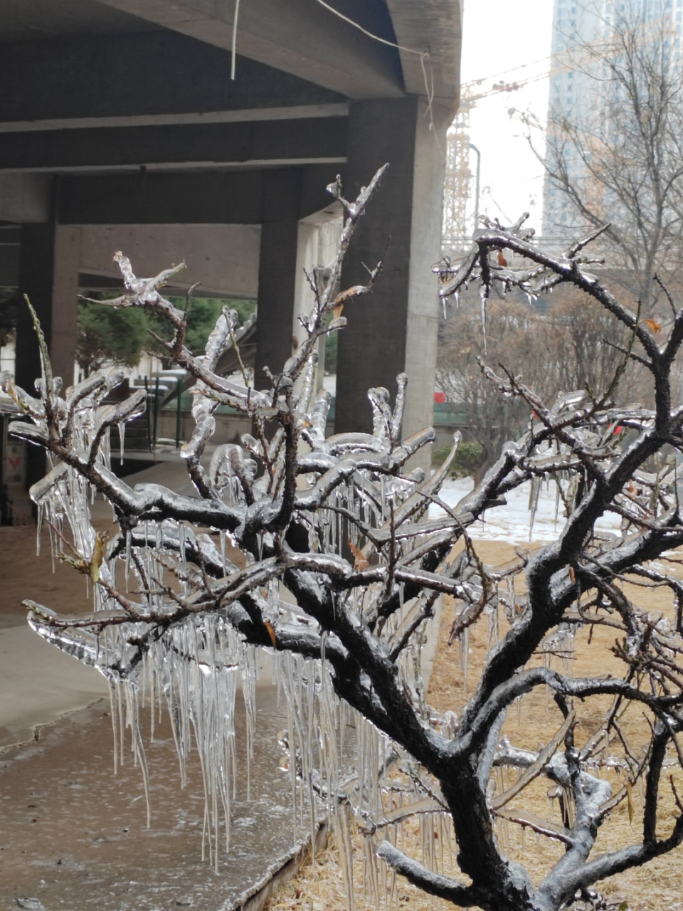 树上长了冰凌,好漂亮