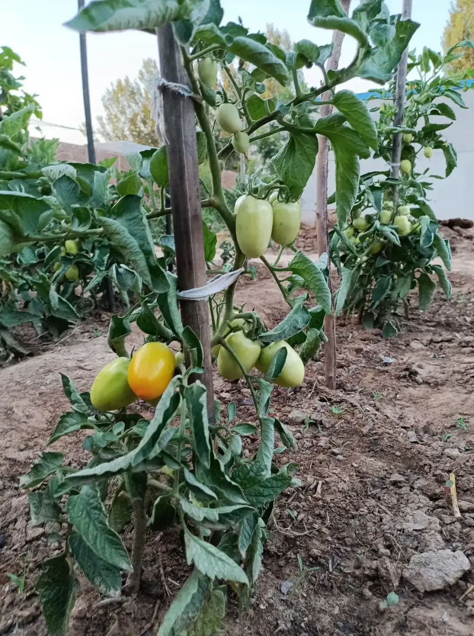 我妈种了几颗西红柿苗,结的全是这种长长的柿子,看着像大枣,第一次见