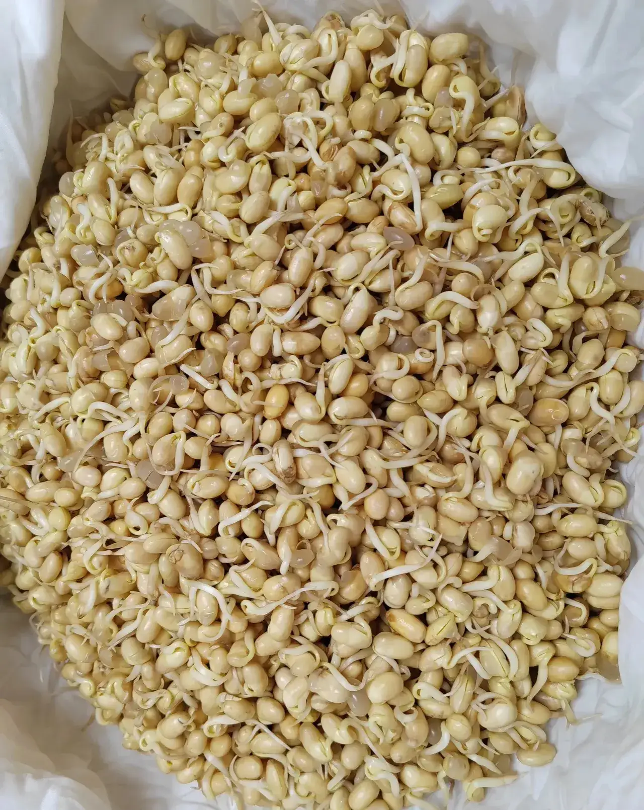 说实话,我觉得挺浪费的,因为黄豆芽刚发芽,老公就要