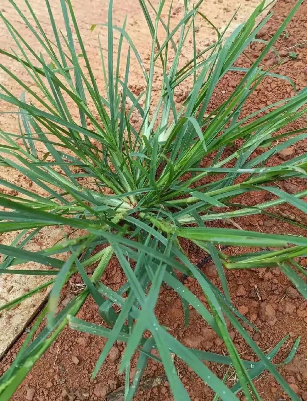 我爸可是在农村生活了70年,我敢说即便你祖上三代