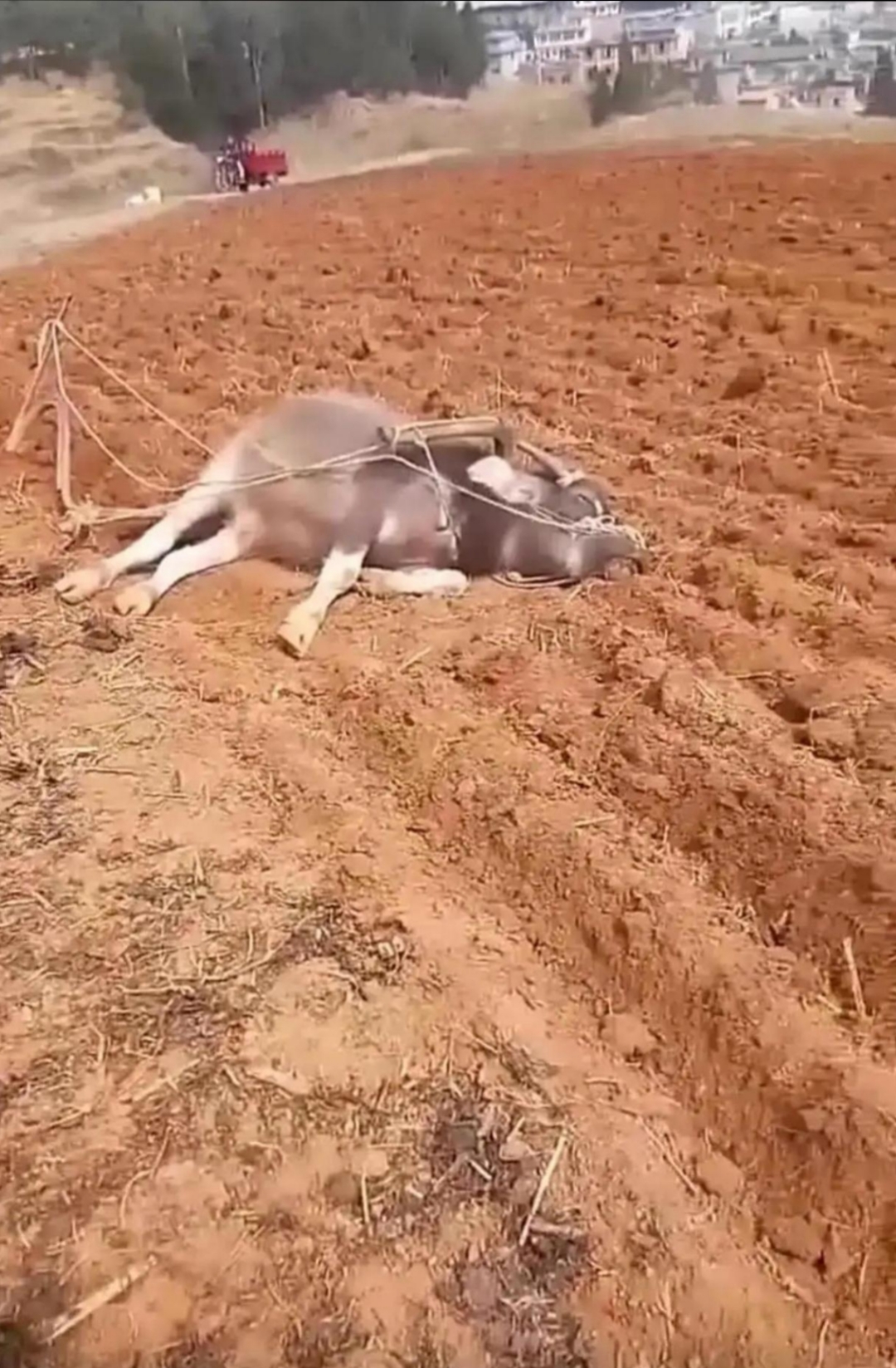 大热天干活人都受不了,动物就不用说了.还是那么辛苦的活,直接歇菜了!