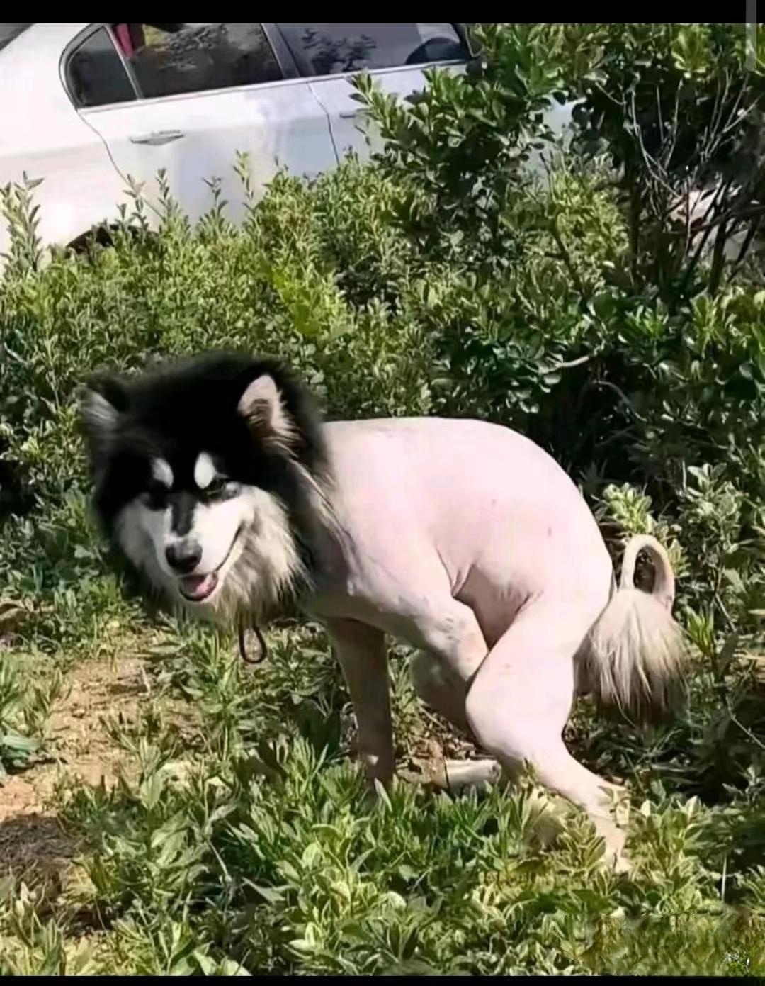 好好的哈士奇理个发型搞得一点都不协调了!哈士奇都感到自卑