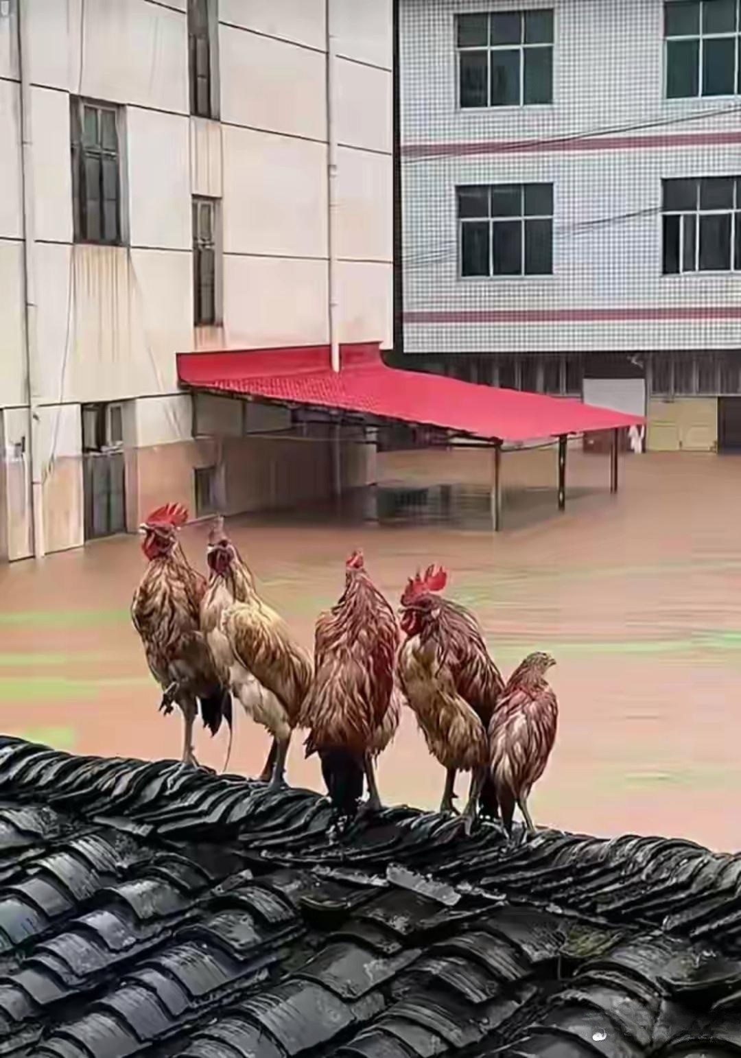 说人变成落汤鸡,现实鸡确实是落汤鸡,只能站在屋顶上看雨水什么时候
