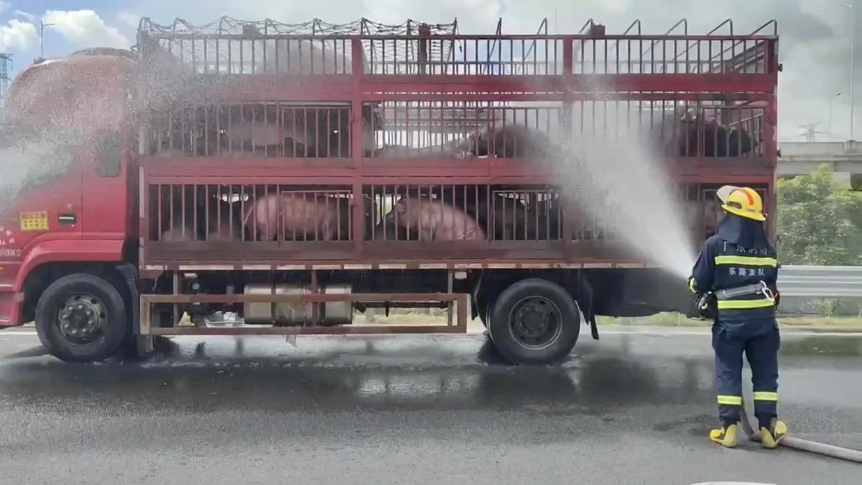 天气太热了,这是高速公路上中暑的猪.只好请来消防队员的神助攻解救.