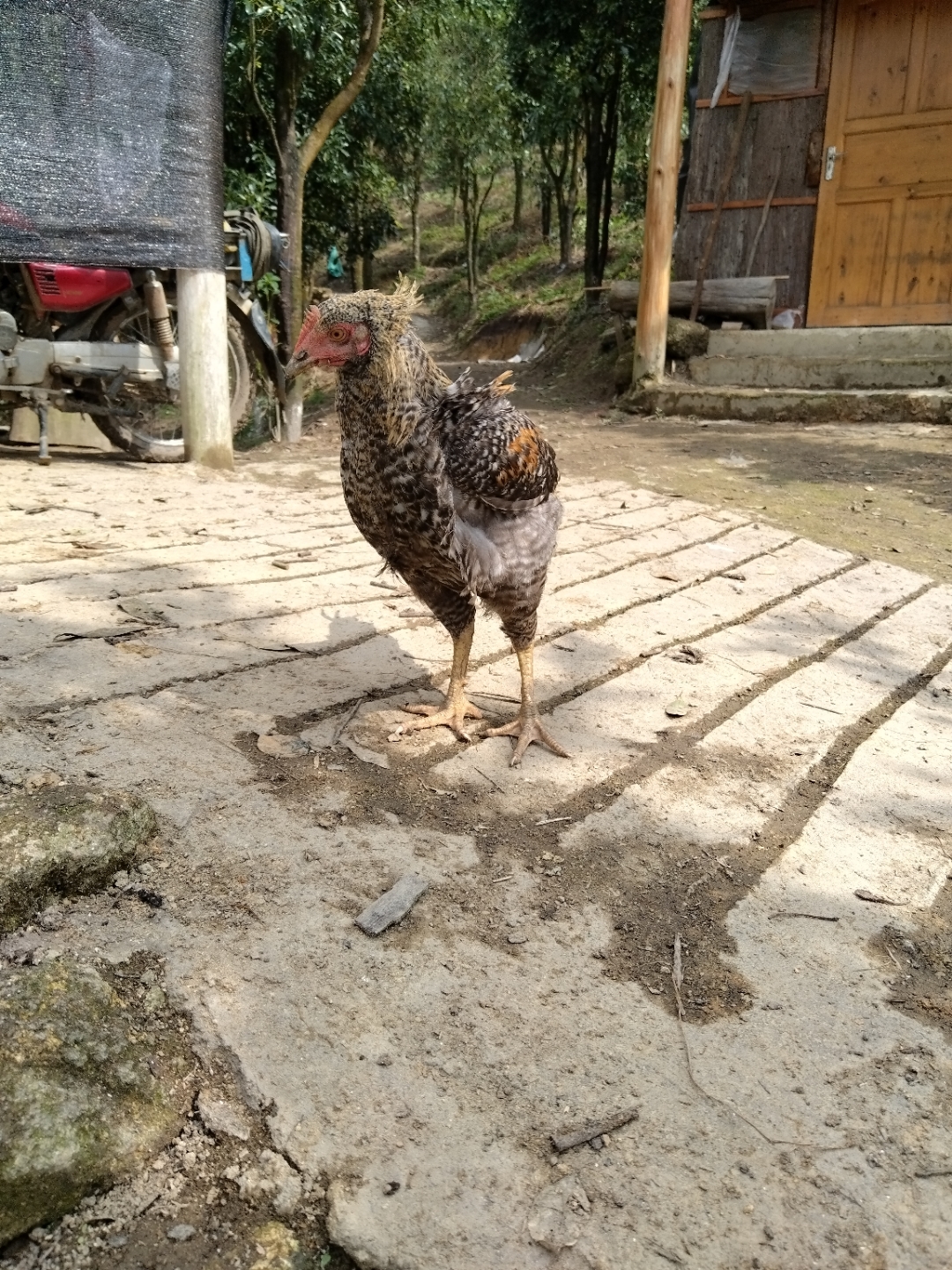 这只鸡真不怕生啊!我第一次来这里都不怕!可没有带吃的来